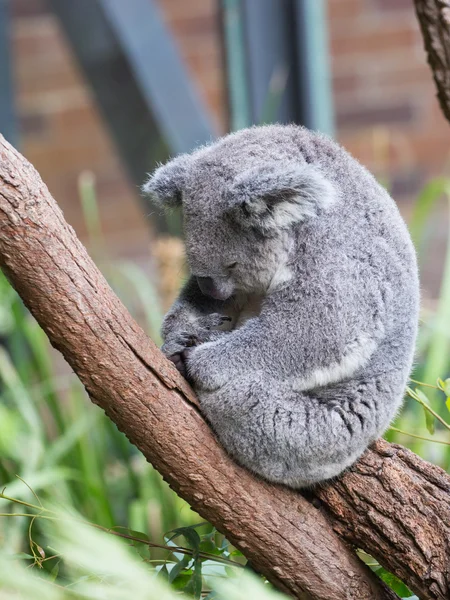 Αστεία κοάλα κοιμάται, Αυστραλία — Φωτογραφία Αρχείου
