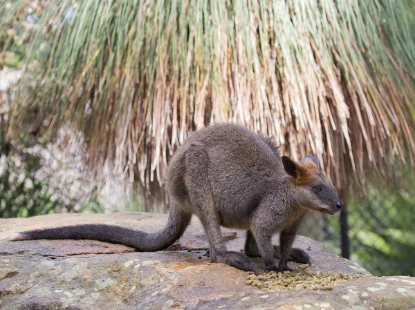 Leuke grappige kangoeroe Australië — Stockfoto