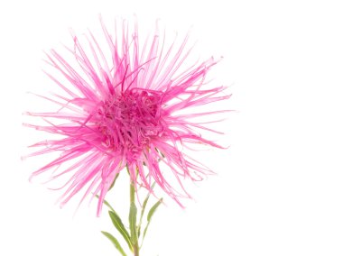 Güzel yumuşak pembe çiçek