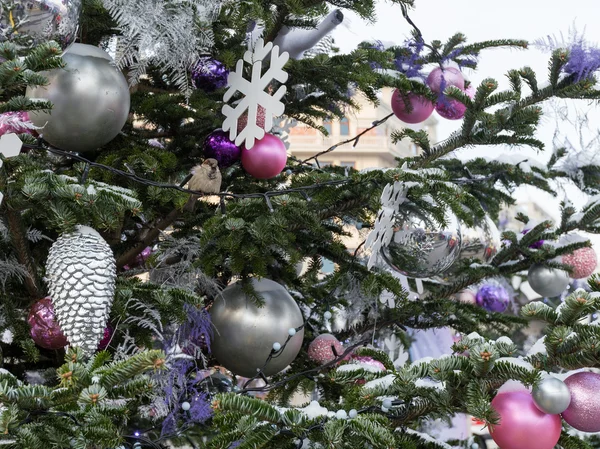 Beautiful Christmas fir — Stock Photo, Image