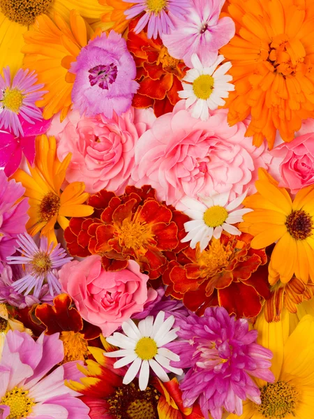 Many flowers — Stock Photo, Image