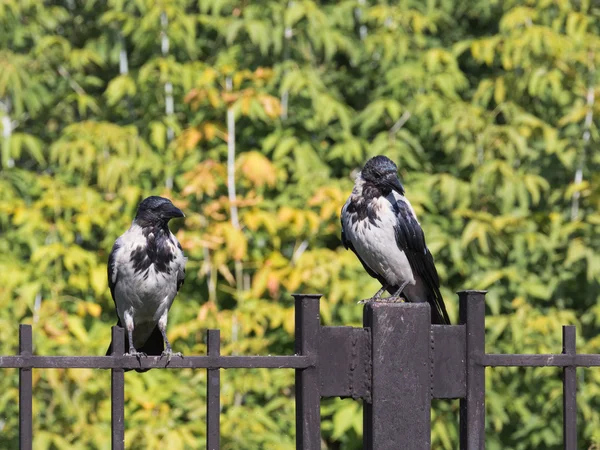 Two beautiful black crow — Stock Photo, Image