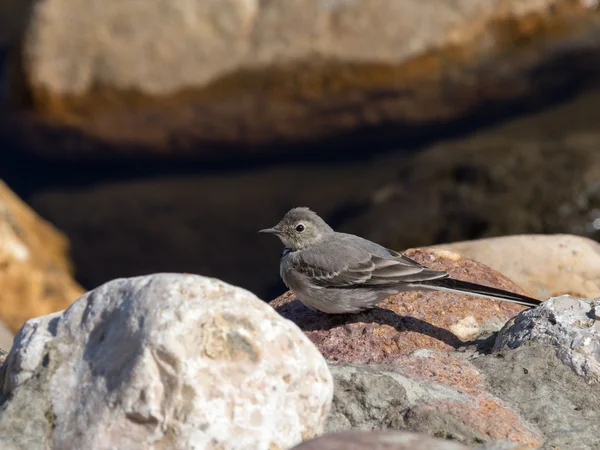 Little bird — Stock Photo, Image