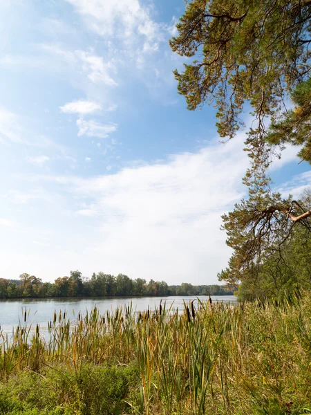 River landscape with reeds — Stock Photo, Image