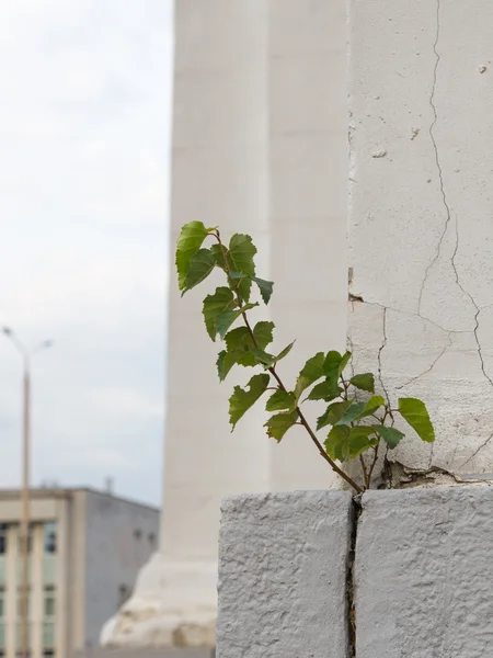 Green plant — Stock Photo, Image