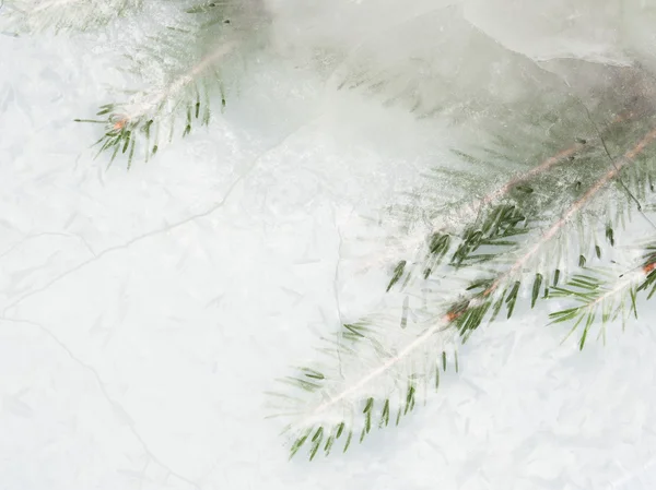 Branche mangée congelée dans la glace — Photo