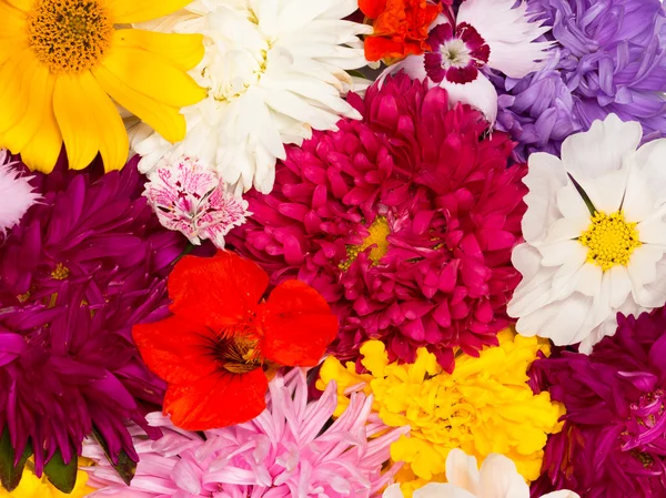 Bunte Blumen — Stockfoto