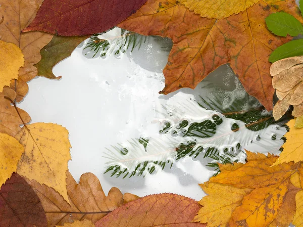 Flaque d'eau congelée — Photo