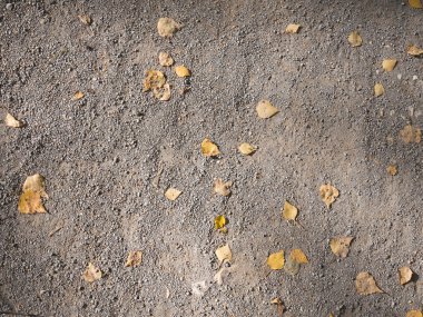 Sarı huş yaprakları