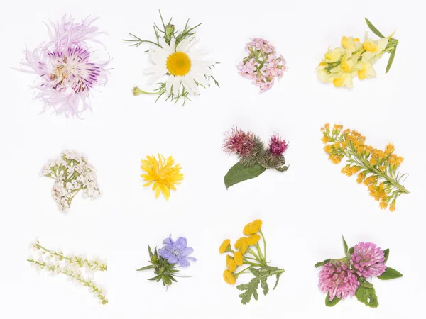 Wild flowers on a white background — Stock Photo, Image