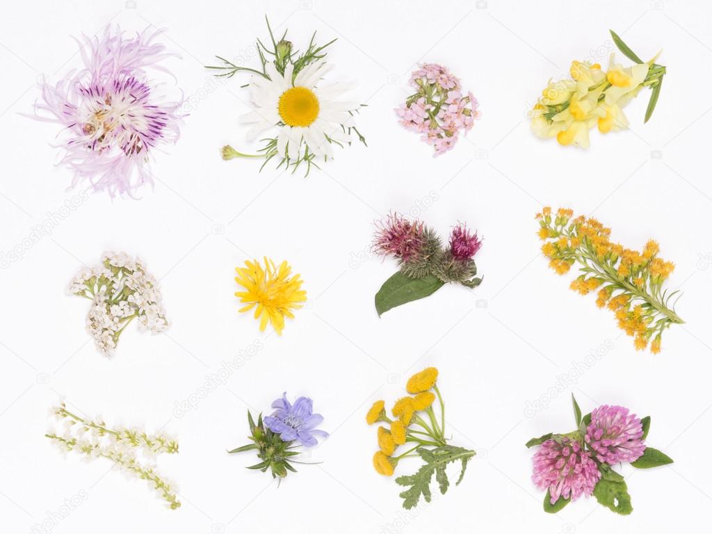 wild flowers on a white background
