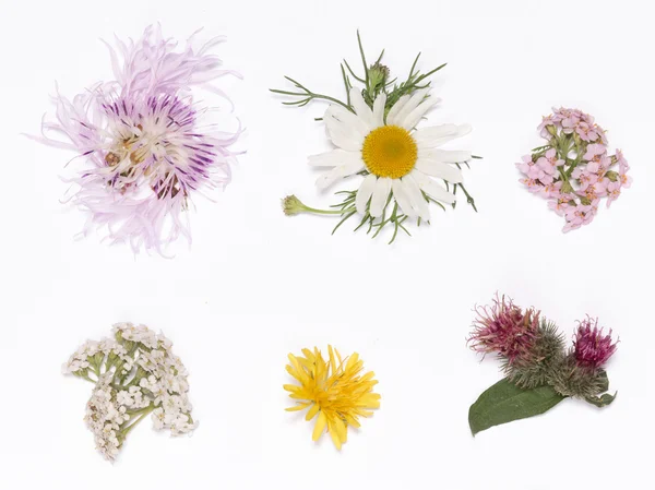 Wild flowers on a white — Stock Photo, Image