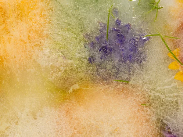 ライラックの花 — ストック写真