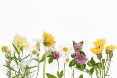 çiçek açan çiçekler