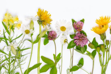 Taze çiçek açan çiçekler