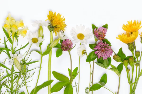 Fleurs sauvages fraîches en fleurs — Photo