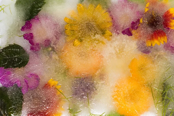 Kwiaty i lód — Zdjęcie stockowe