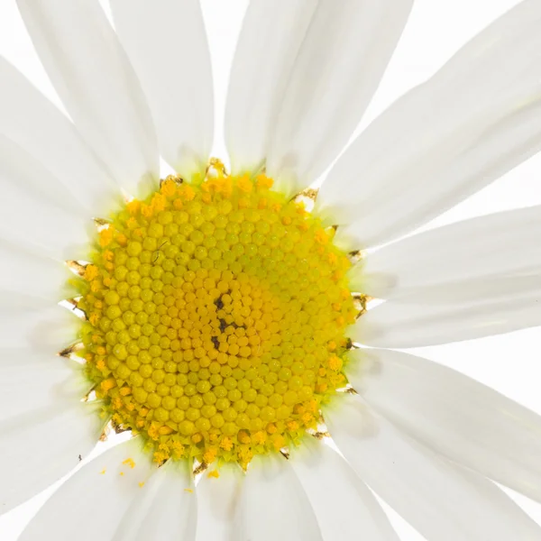 温柔美丽的雏菊 — 图库照片
