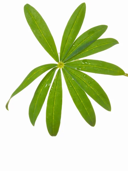 Zielony liść mokry — Zdjęcie stockowe