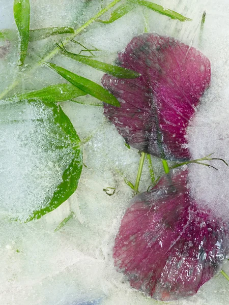 Frozen in ice — Stock Photo, Image
