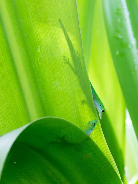 Dos lagartos verdes —  Fotos de Stock