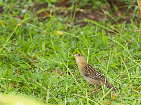 Seychellois female sparrow — Stock Photo, Image