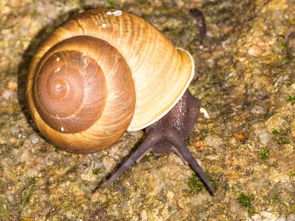 Snail crawling — Stock Photo, Image