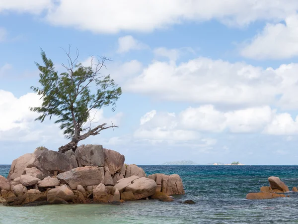 Tree — Stock Photo, Image