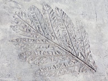 Mark sayfası bitkiler