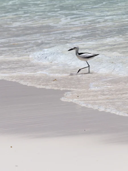 Vogelwanderungen — Stockfoto