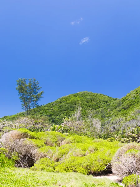 Grön tropisk skog — Stockfoto