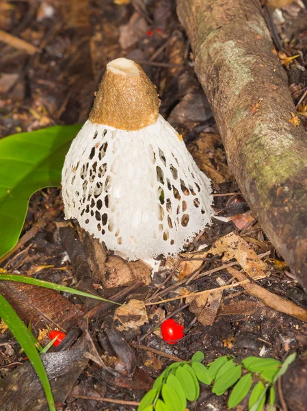 Красивые тропические грибы — стоковое фото