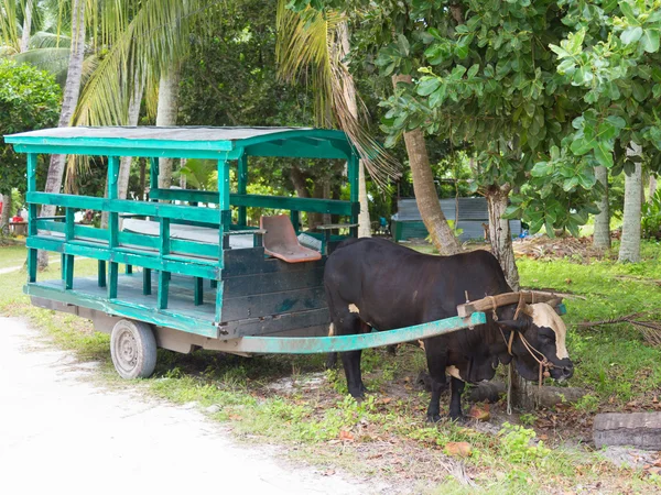 Toro marrón — Foto de Stock