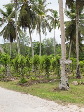 Plantation vanilya
