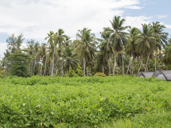 Pepper plantation — Stock Photo, Image