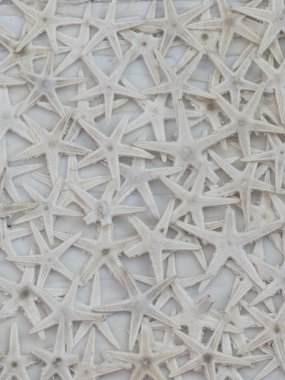 kurutulmuş beyaz deniz yıldızı