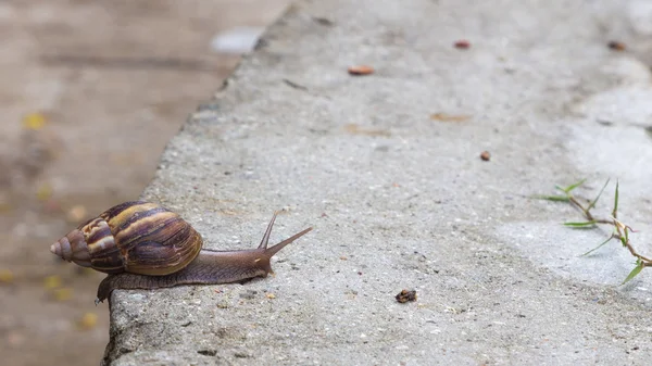 Seychelles snail — Stock Photo, Image