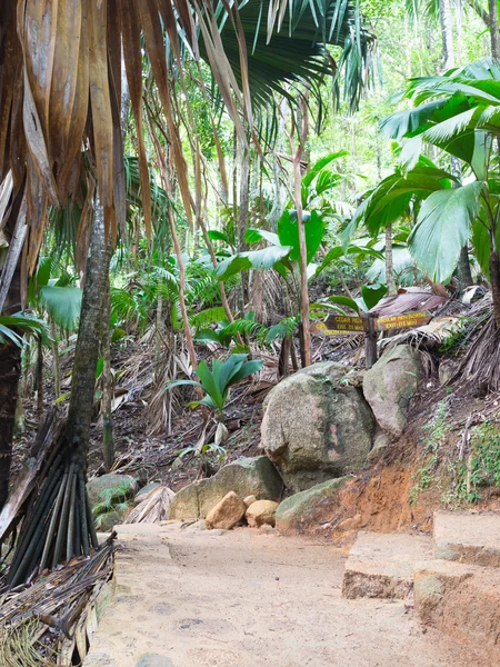 Grote palmbomen — Stockfoto