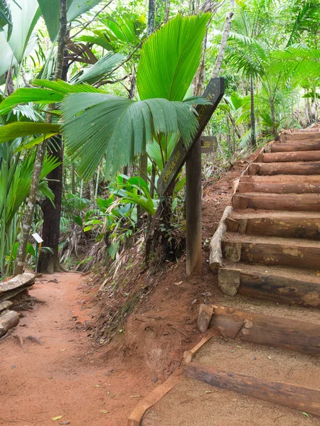 Bijhouden in een tropische park — Stockfoto