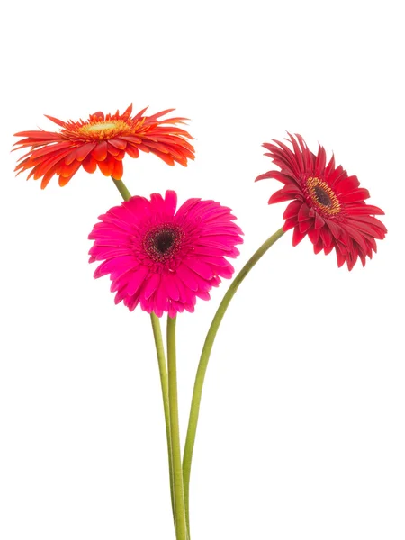 Three bright flower — Stock Photo, Image