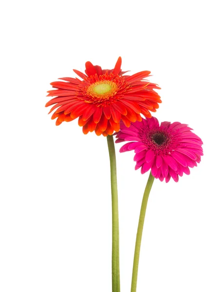 Dos gerberas de flores —  Fotos de Stock
