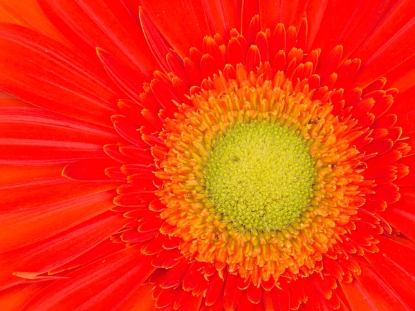 Hermosa flor roja — Foto de Stock