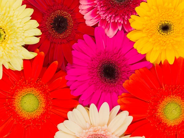 Яркие летние цветы — стоковое фото