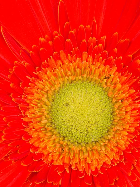 Gerbera — Stock Photo, Image