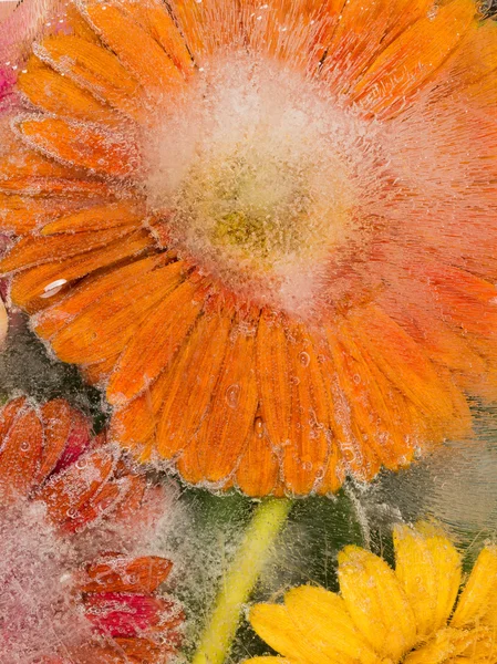 Zmrazené květiny — Stock fotografie