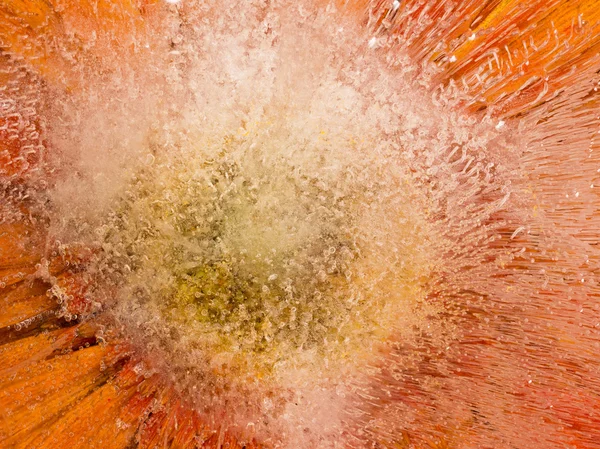 氷のオレンジ色の花 — ストック写真