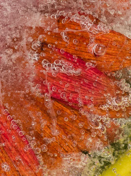 Flor vermelha congelada em gelo — Fotografia de Stock