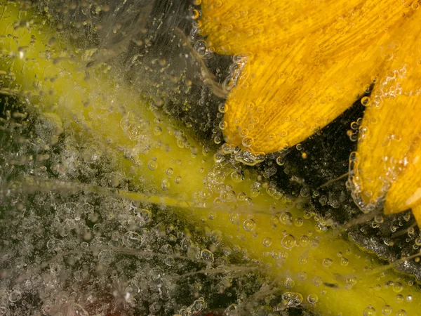 Flor amarela e caule verde — Fotografia de Stock