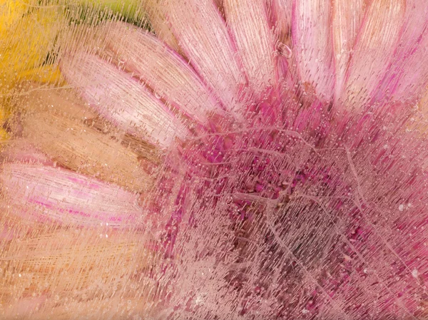 सुंदर गुलाबी फूल — स्टॉक फ़ोटो, इमेज