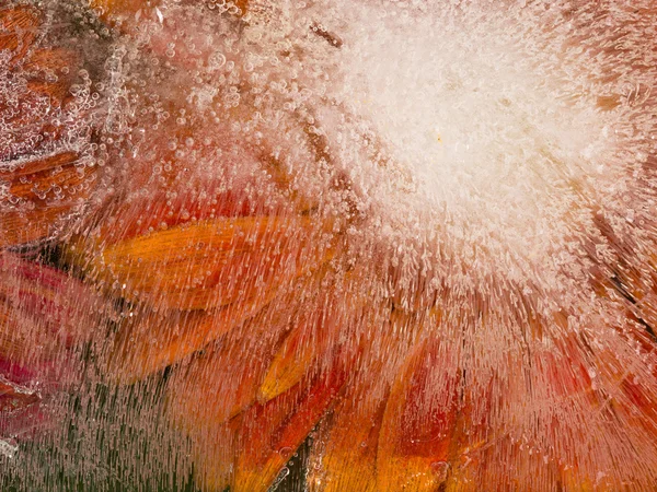明るいオレンジ色の花 — ストック写真